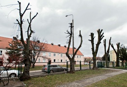 Drzewa umierają, stojąc (felieton)