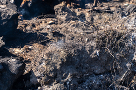 Płoną trawy, strażacy apelują i ostrzegają