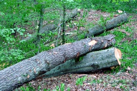 \"To teren chroniony. Należy natychmiast wstrzymać wycinkę\"