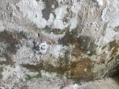 \"Grzyb w mieszkaniu zabija moje dziecko\"