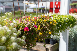 Nowy ogród na jesień