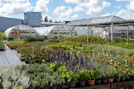 Nowy ogród na jesień