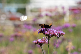 Nowy ogród na jesień