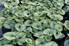 Nowy ogród na jesień