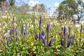 Nowy ogród na jesień