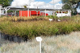 Nowy ogród na jesień