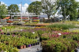 Nowy ogród na jesień