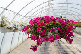 Nowy ogród na jesień