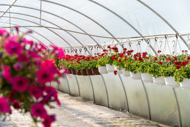 Nowy ogród na jesień