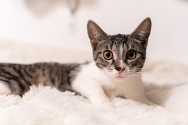 Adoptuj kota, zyskaj przyjaciela!