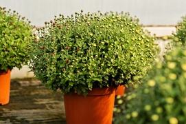 To kwiaty idealne, by uczcić pamięć naszych bliskich