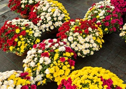 To kwiaty idealne, by uczcić pamięć naszych bliskich