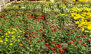 To kwiaty idealne, by uczcić pamięć naszych bliskich