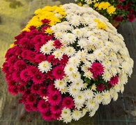 To kwiaty idealne, by uczcić pamięć naszych bliskich