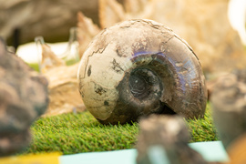 Targi minerałów, skamieniałości oraz biżuterii już 29 i 30 października 