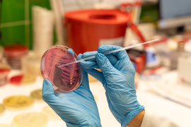 “Antybiotykoterapia musi być precyzyjna”