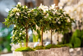 W Zielonym Gaju wiedzą, jak tworzyć piękno