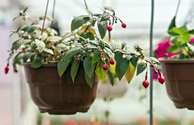 Pokaż Mamie, jak bardzo ją kochasz