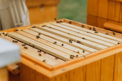 „Kosmos w zabytkowych drukach Biblioteki Elbląskiej”: wernisaż wystawy