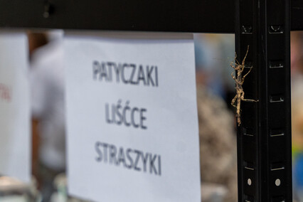 Odrobina egzotyki