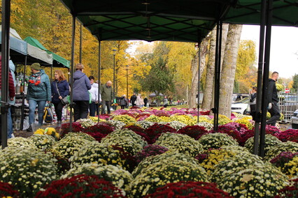 Elblążanie przygotowują się do Wszystkich Świętych