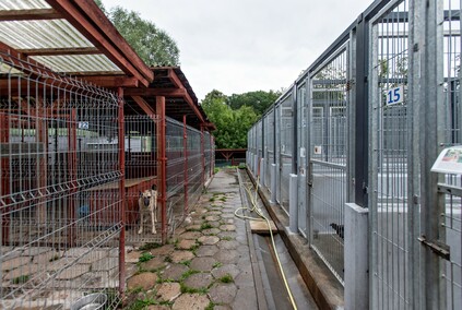 To ma być koniec łańcuchów, pseudohodowli i psiego smalcu