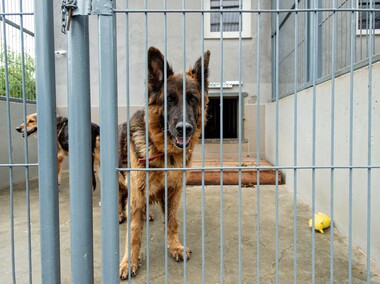 To ma być koniec łańcuchów, pseudohodowli i psiego smalcu