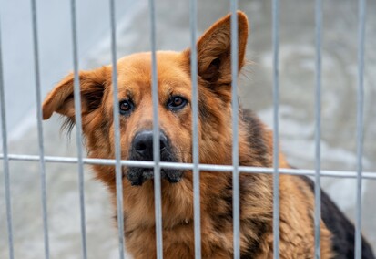 To ma być koniec łańcuchów, pseudohodowli i psiego smalcu