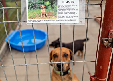 To ma być koniec łańcuchów, pseudohodowli i psiego smalcu
