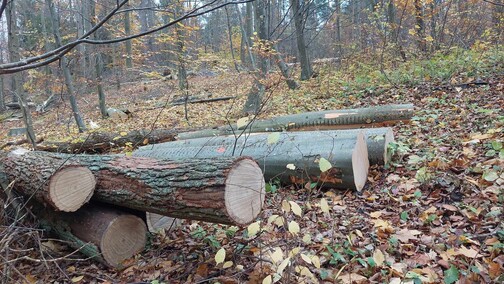 Czytelnik: Dlaczego wycinają kadyński las?