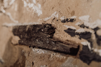 Ławica stworzeń w Galerii EL