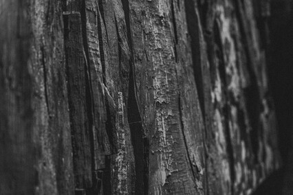 Ławica stworzeń w Galerii EL