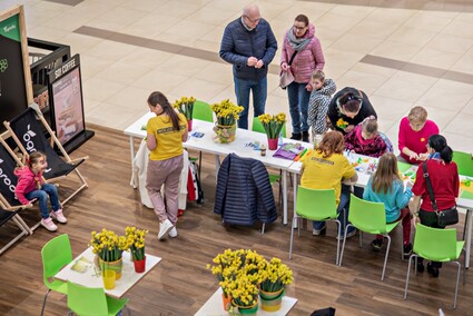 Żonkilowe kwestowanie