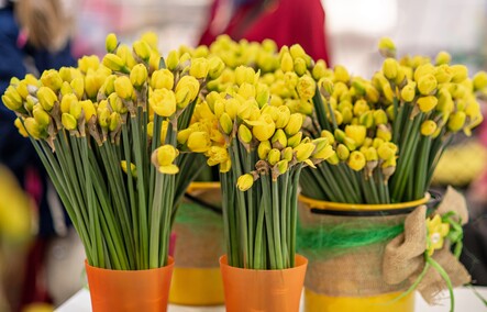 Żonkilowe kwestowanie