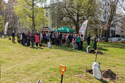 Skwer jak młody buk