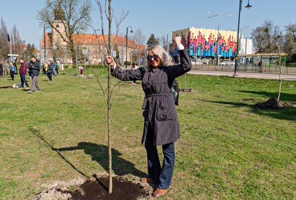 Skwer jak młody buk
