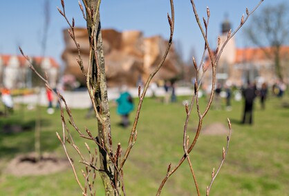Skwer jak młody buk
