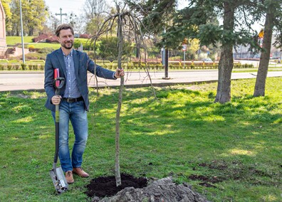 Skwer jak młody buk