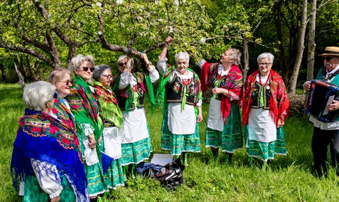 Sasanki pełne energii
