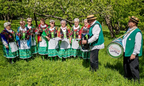 Sasanki pełne energii