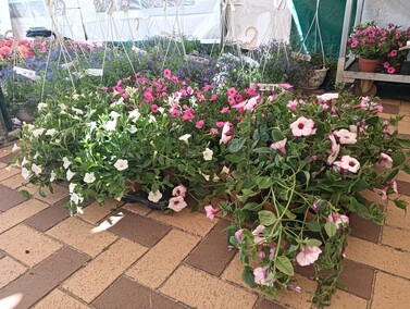 Przynieśli odpady, wyszli z kwiatami