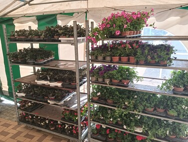 Przynieśli odpady, wyszli z kwiatami