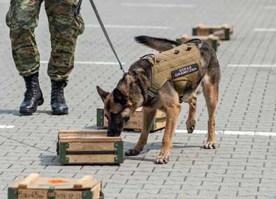 Nos i cztery łapy na służbie