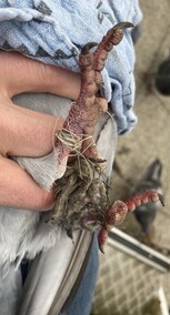 „Odcinam sznurek i wypuszczam na wolność”