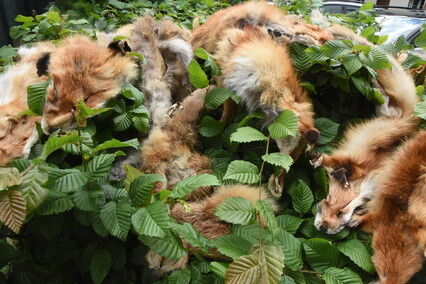 Truso na dziedzińcu muzeum