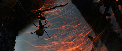 DAROWNIK Z KOKONEM
- oto kadr darownika przedziwnego w nietypowej scenerii pajęczyn. Nietypowość tego widoku podkreśla fakt, że darownik jest pająkiem niebudującym tradycyjnych sieci łownych. Zamiast tego poluje z ukrycia, zwykle czekając na swoje ofiary nieruchomo na liściach roślin. Gdy jakiś owad zbliży się do niego, darownik błyskawicznie atakuje.
Na zdjęciu widzimy samicę z kokonem, która wybrała sobie to klimatyczne miejsce na czas oczekiwania na swoje potomstwo. Darownik przedziwny (Pisaura mirabilis) - wyjątkowy w świecie pająków, między innymi dlatego, że samce tego gatunku obdarowują samice prezentem w postaci upolowanej zdobyczy.