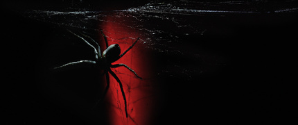 ARACHNOFOBIA - kiedy zacząłem dzielić się na Facebooku zdjęciami pająków, szybko zorientowałem się, jak głęboko zakorzeniony jest lęk przed tymi stworzeniami. Osoby dotknięte arachnofobią natychmiast przestawały obserwować mój profil, uświadamiając mi, jak silny i powszechny może być ten strach.
Nigdy wcześniej nie zdawałem sobie sprawy, jak wymagająca jest fotografia pająków. W porównaniu z uwiecznianiem kolorowych motyli czy majestatycznych ptaków, to zupełnie inne wyzwanie. Ptaki czy motyle przeważnie wzbudzają pozytywne emocje, pająki już niekoniecznie. Fotografia pająków to jak próba stworzenia pięknego portretu z martwego zwierzęcia. Uwierzcie mi, nie raz dostałem ostry komentarz w stylu ,,ale to paskudne".
Całe szczęście, że nie jestem jedynym człowiekiem na tej planecie, który potrafi zobaczyć w tych ciekawych zwierzętach coś więcej. Moim skromnym zdaniem są bardzo ciekawe, a czasami nawet piękne.