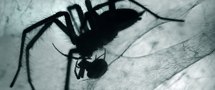 ŚMIERTELNY POCAŁUNEK - sceny jak z horroru to rzeczywistość w świecie pająków. Często atakują się nawzajem i zjadają słabsze osobniki, które stają się pokarmem dla silniejszych. Na zdjęciu widzimy dwa pająki w śmiertelnym pocałunku. Chyba nie muszę dodawać, który przeżył.