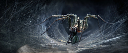 SOK Z ŻUKA - na zdjęciu widzimy martwego chrząszcza, który leży pod pająkiem. Pająk zaczyna długi proces zwany trawieniem pozaustrojowym. Pająki nie trawią pokarmu w żołądku, ale poza nim. Wstrzykują do ciała ofiary enzymy trawienne, które rozkładają tkanki na ciecz, którą pająk może następnie wchłonąć. Następnie zasysa upłynniony pokarmu z ciała ofiary. Mówiąc bez ogródek, powstaje sok z żuka.