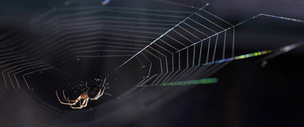 PAJĄCZA SIEĆ - znamy je wszyscy, ale nie zawsze zastanawiamy się, czym tak naprawdę jest pajęczyna. Pajęczyna to prawdziwy majstersztyk natury - cicha, ale zabójczo skuteczna pułapka, zaprojektowana z precyzją godną najlepszych inżynierów. To broń myśliwego, który nie goni swojej ofiary, lecz cierpliwie czeka, aż ta sama wpadnie w jego sidła.
Wykonana z nici o niezwykłej wytrzymałości, które pod względem siły dorównują stalowym kablom, pajęczyna jest jednocześnie lekka i elastyczna. Strategicznie rozpięta, często niemal niewidoczna dla ofiary, sprawia, że owad lecący w powietrzu nagle zatrzymuje się w miejscu, jakby wpadł w niewidzialne więzienie. Im bardziej się szarpie, tym bardziej się oplątuje - dokładnie tak, jak chciał jej twórca.
To nie tylko narzędzie do łowów, ale też dowód na niesamowitą strategię i przemyślaną taktykę - polowanie bez wysiłku, z wykorzystaniem sprytu zamiast siły. Istne arcydzieło inżynierii biologicznej.
Warto czasami zatrzymać się podczas spaceru za miastem, aby na pobliskiej łące poobserwować, jak misternie jest wykonana.